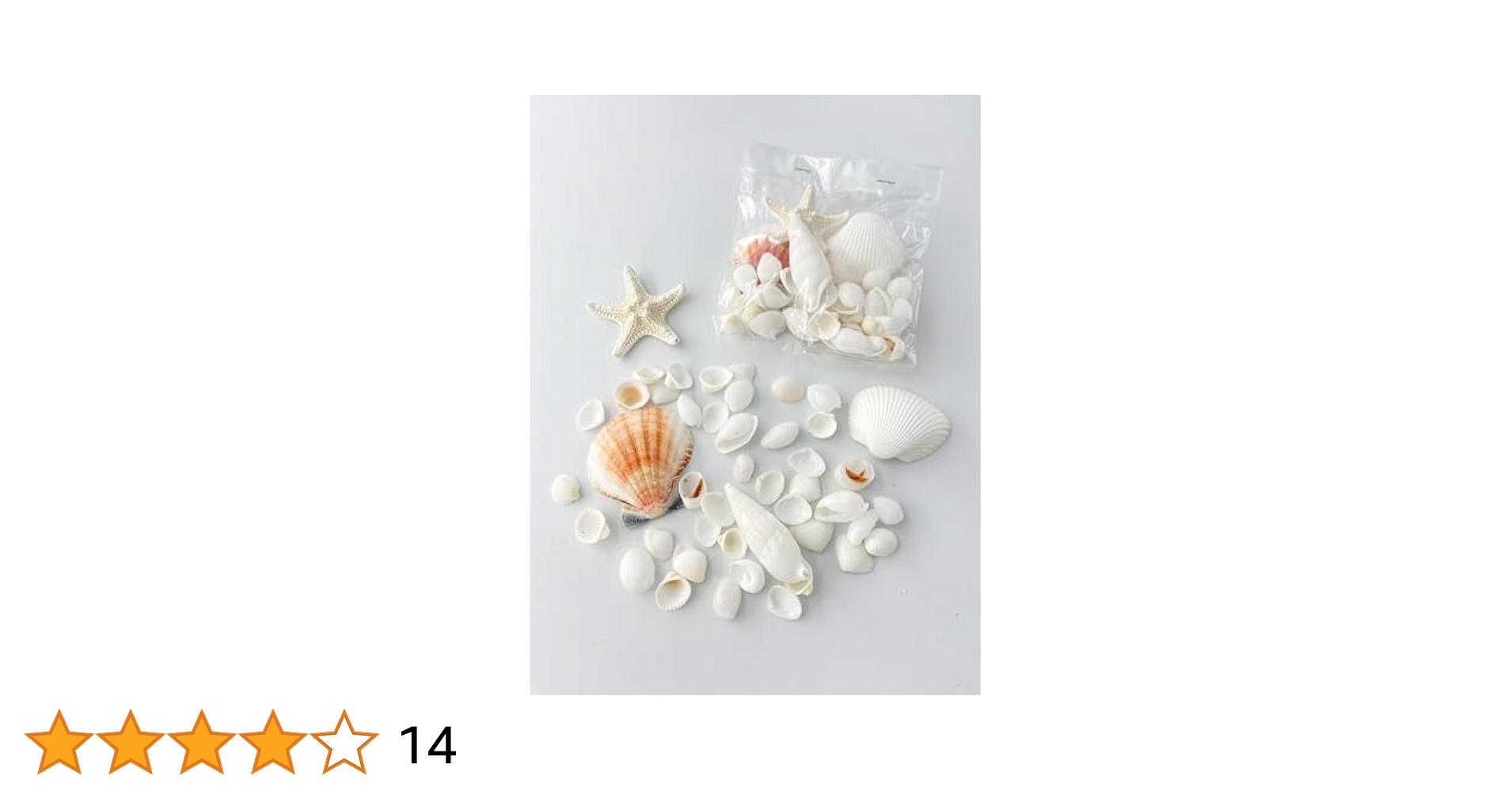 珍しい貝殻のセット Amazon | 【貝殻の問屋さん】スモールシェルパック Type B 約1